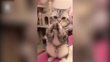 可爱的猫咪，学会了招财的手势，看来主人没少教啊！