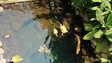 这个鱼池有点意思，物种真丰富