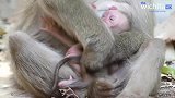 刚出生的小猴子太虚弱了，连抱着妈妈的力气都没有了，好可怜哦