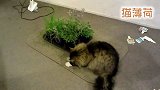 【宠物星球】你家猫咪第一次磕猫薄荷是什么样子的？