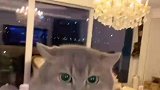 女生带小猫咪转圈圈，小猫咪的眼神逐渐犀利