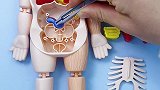 人体模型，科学启蒙拼装玩具。让孩子更加立体的了解分析各个器官