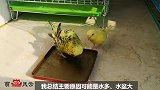 鹦鹉不洗澡，主人有办法，让鹦鹉主动的洗澡