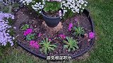 露薇花的养殖方法和注意事项