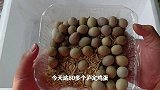 孵化芦丁鸡第一批80个入箱，食人鱼开启了成长模式，你敢信吗