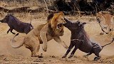 狮子惹毛了疣猪的下场，直接冲到狮群，狮子狠狠咬了一口！