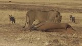 沙漠雄狮捕猎大羚羊美餐！胡狼大帝都得到好处了