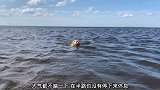 猫咪在大海上游泳上岸，不用停下来休息，厉害