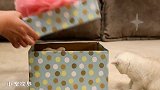 小奶猫收到一份大礼物：这是小兔几吗