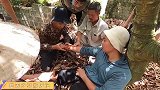 小伙在果园被毒蛇咬伤，伙伴们用土办法控制蛇毒后送医院救治