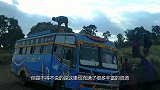 对自己最狠心的树，地处干旱的沙漠，为了活下去经常“自我截肢”