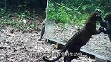 好奇网友在森林安放一面镜子，3只猩猩竟然跑来对着镜子跳舞？