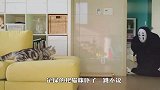 铲屎官扮无脸男恶搞猫咪，喵星人会啥反应？看完差点笑喷