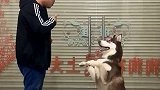 教它一门外语，真心不容易哈士奇 宠物 涛哥训犬
