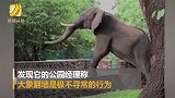 大象翻过近2米高墙偷芒果 小心翼翼艰难迈腿 什么都没吃到