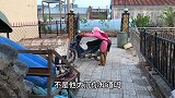 农民王小：发明新农具，废靴子的媳妇，备战插秧，最累农活要到了