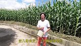 城墙上的霹雳果成熟了，很多人都不知道可以吃，姑娘摘来送网友