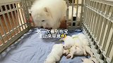 布宝终于等的带崽啦！