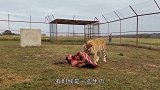 狗狗被丢进老虎园，一口咬住老虎的脖子，网友：初生牛犊不怕虎