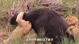 野牛被狮子咬住脖子，这时意外发生了，狮子瞬间傻了