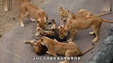 狮王被一群母狮子围攻，这就是偷偷找后宫的下场，太惨了吧