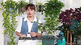 三角梅“大病初愈”，养护有讲究，学到了，恢复健壮更快