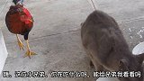 公鸡也想要吃猫粮，猫咪正在吃饭被公鸡盯上了
