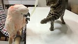 鹦鹉手里有一根羽毛，猫咪被它给吸引住了