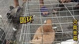 给越南粉丝代购圆环鸽，亮哥这边快马加鞭，一刻都不能停息