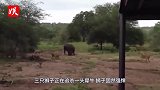 三只狮子怼上一头犀牛，团队与力量的抗争！谁能赢？