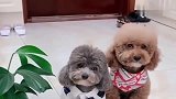 主人问两只泰迪谁把花咬了，还说这花有毒，吓得真凶赶紧自首