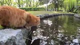 橘猫：哪来的犊子，坏了朕的好事，掌嘴