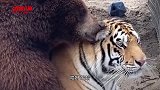 这是跟刺猬打架去了看着就脸疼