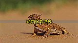 鲜血当子弹，甩出内脏逃命，动物界的保命技能超乎你的想象