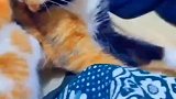 其实小奶猫也没有坏心思，为什么要这样对它呢