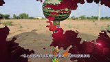 西瓜放在爆竹上会怎样？小伙点燃后撒腿就跑，全程高能不敢眨眼！
