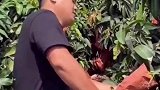 主播带货翻车名场面，场面极度尴尬，黑蒜姐永远的神!