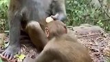 小猴吃了熊心豹子胆，竟敢从猴王口里夺食，结局令人意想不到