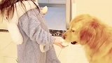 狗子吃完了，竟然还想吃