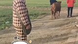 小牛被卖，转身回来给主人跪下，主人瞬间泪目，不卖了