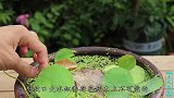 阳台养荷花，只需一个茶碗一把种子，夏天开满美丽