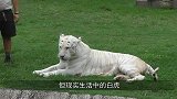“大战即将开始”：当东北虎遇上白虎，下一秒憋住别笑！