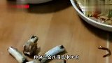 老板，来俩肉夹馍，多放木屑少放肉