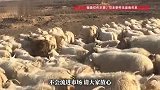 200多只羊遭狼群夜袭死亡后续：当地政府会按60%的比例补偿