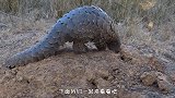 穿山甲挖洞速度有多快？镜头记录下全过程，简直让人大开眼界