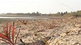 安徽51个市县遭遇重度干旱 有地方数月无有效降水