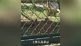 动物园狞猫胖成土豆！宣传牌写着“四肢纤细”，园方：趴着显圆