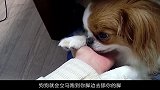 狗狗舔你别躲开，其实是在告诉你这3件事，现在知道还不晚！