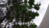 在海口的第二天 吴宝宝见到了姚明 王源和易烊千玺的手掌印