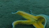 美国纽约男子冒死潜入海底，捕拍浑身长满毒刺的海星